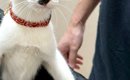 動物病院に連れてこられた猫…キャリーバッグを開けた瞬間の『100点満…
