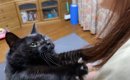 黒猫が『遅い時間に帰ってきた飼い主』を見たら……思わず悶絶の光景が3…