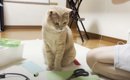 家庭科の宿題に取り組む息子のとなりで……猫が見せた『可愛すぎる行動…