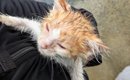 大雨で『びしょ濡れになっていた子猫』を保護…3か月後→激変した『現在…