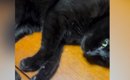 テーブルの上で寝転がっていた黒猫→すぐ隣を見ると…『まさかの光景』…