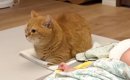 雷が鳴り始めると1階に降りてきた猫→向かった先には、赤ちゃんがいて……