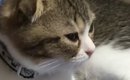 子猫に『猫用ベッド』を買ってあげたら…まさかの『尊すぎる光景』が76…