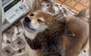 ヒーターの前でくつろぐ柴犬→『子猫』が抱きついてくると…尊すぎるや…