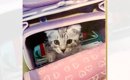 娘が小学校に入学したときは『こんなに小さかった子猫』が、６年後…思…