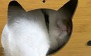 猫ハウスで『くつろぐ猫』を見ると……『独特な使い方』に笑ってしまう…