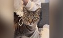 寒い冬、ママが手作りした『ニット帽』をかぶせてもらった猫→『気に入…