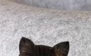 ふと猫ハウスにあいている『ネコ型の穴』を見たら…まさかの光景に10万…