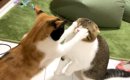 しつこく絡んでくる猫にブチギレた猫が、次の瞬間…思わず吹き出す『ま…