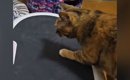ブルブルマシンの電源を入れたら、『猫』が乗ってきて…飼い主爆笑の『…