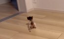 お部屋を歩き回る『生後1か月の小さな子猫』を見守った結果…尊すぎる…