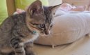 元野良の子猫と赤ちゃんが一緒に暮らし始めた結果…ジーンとくる『愛に…