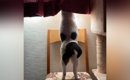 『窓枠に飛び乗ろうとする猫』を撮っていたら…想像の斜め上をいく展開…