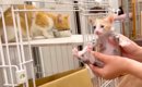 お母さん猫のご飯中、５匹の赤ちゃん猫を“盗んだ”結果…予想もしなかっ…