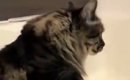 おしりが汚れてしまった猫→『お風呂場』に連れて行った結果…あまりに…