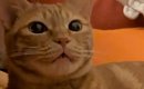 わざと違う名前で呼んでみたら、猫は…あまりにも可愛すぎる『まさかの…