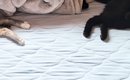 夜勤明け、ベッドの上を見たら『猫たち』が……思わず笑ってしまう瞬間…
