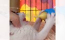 ミルクをもらっている赤ちゃん猫→『耳』を見てみたら…あまりにも『可…