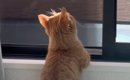 風に当たるのが大好きな猫→窓を開けると…あまりにも『人間のような光…