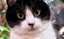 猫が『舌を出した瞬間』に撮影→可愛く撮れたと思ったら…『予想外すぎ…