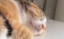 『何の音かと思ったら…』気持ちよさそうに眠っていた猫→『体の下』に…