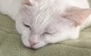 冷房の効いた涼しい部屋に『毛布』を敷いてあげたら、猫が……まさかの…