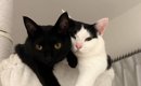 ハンモックの上でくつろぐ猫たち→2匹の『おてて』を見てみたら…あまり…