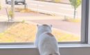 『窓の外を眺める猫』を見たら…あまりにも人間すぎる『まさかの光景』…