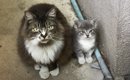 『うちの子をお願いします』人間に子猫を託しに来た母猫…信じられない…