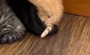 『子猫たちがいる部屋』に入ったら、綺麗に並んだ状態で…予想外の『キ…