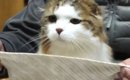 猫のご飯の時間→『スタイ』を首元に近づけると…まさかのルーティンに1…