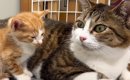 ダンボールに捨てられていた『4匹の子猫』を保護…子育て経験のある先…
