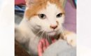実家から帰ろうとしたら、猫が腕にしがみついてきて……あまりにも『愛…