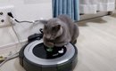 ロボット掃除機に乗っていた猫→パパが『スイッチを入れた』結果…120点…