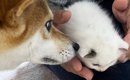 先住犬と『家に来たばかりの保護子猫』→約３年後……心温まる『成長ビフ…