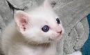 小さな頃から猫の名前を呼び続けたら、現在……愛にあふれた『成長後の…