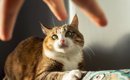 猫に決して言ってはいけない『NGワード』4選　わからないと思っても傷…