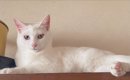 愛猫の火葬で『絶対また私のところに来てね』と伝えたら…数年後→思わ…
