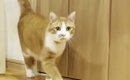 小さな頃から『マザコンの猫』→ママに『名前を呼ばれる』と…驚きの光…