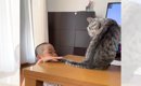 『1年早く家にきた先輩猫』を長男がイジった結果…まさかの『シバかれ…