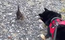 犬の散歩中、『草むらから飛び出してきた子猫』を保護…胸が熱くなる光…