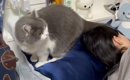 妹の部屋にいた猫→ベッドから降りるところを見ていたら…『まさかの出…