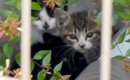 草むらで身を寄せ合いながら『母猫を待ち続けた』4匹の子猫→ご飯を与…