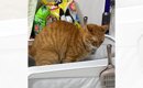 真剣な表情でトイレをする猫→すぐ横を見てみると…あまりにもシュール…