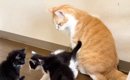 ３匹の保護子猫→ケージから出て『先住猫』と対面した結果…微笑ましい…