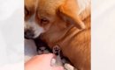 犬の下に何かいると思ったら、子猫が…声をかけてみると→思わずニヤけ…