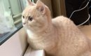 窓の外を眺める猫→横にいた『飼い主さんの存在』に気付いた次の瞬間……