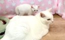 ママと同じ色の先住猫→接近した子猫たちが、真実に気づいた瞬間…予想…
