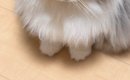 深夜の作業中、後ろを振り返ると『猫』が……あまりにも愛おしい『健気…