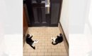 お父さんの帰りを玄関で待つ2匹の猫…思わず笑顔になる『可愛すぎる光…